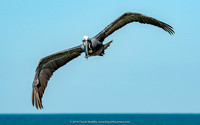 Banking Brown Pelican, Ft. DeSoto Park