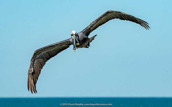 Banking Brown Pelican, Ft. DeSoto Park