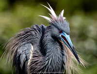 Seriously bad hair day, Tricolored Heron, Alligator Farm, St. Augustine