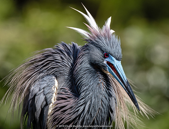 Seriously bad hair day, Tricolored Heron, Alligator Farm, St. Augustine