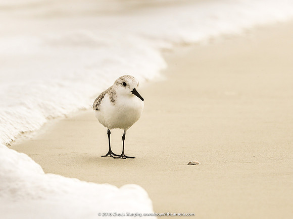 Sea. Sand. Sanderling. Shell.