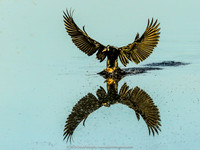 Anhinga splashdown, Sweetwater Wetlands, Gainesville