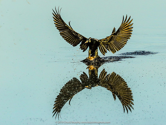 Anhinga splashdown, Sweetwater Wetlands, Gainesville