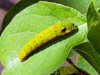Spicebush Swallowtail caterpillar