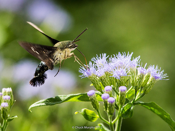 Aellopos clavipes: Looks and acts like a hummingbird, but he's a moth