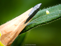 Monarch egg, with pencil for scale