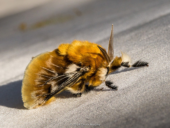 Giant Golden Wooly Mammoth Moth