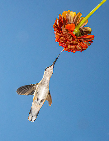 Summer Hummer, Under
