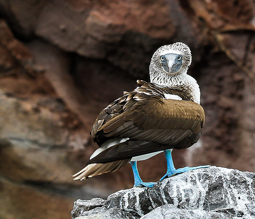 Blue-footed Booby Staredown