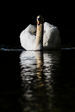 Swan. Lake.