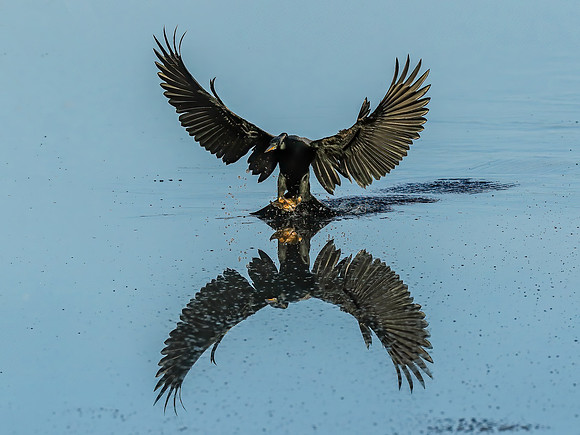 Anhinga Splashdown