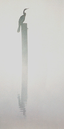 Fog. Post. Anhinga.