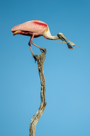 "Honey, are you still sure this is the best place for our nest?"