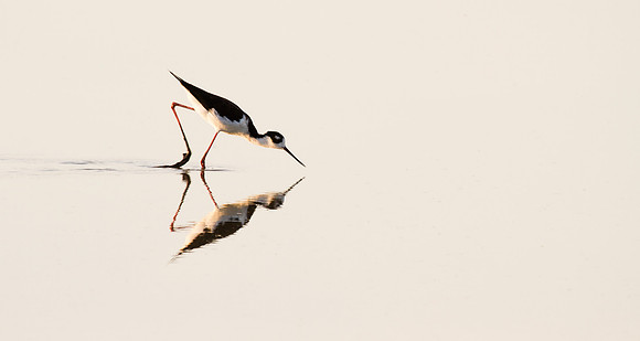 Tempisque River Sunrise, Black-necked Stilt