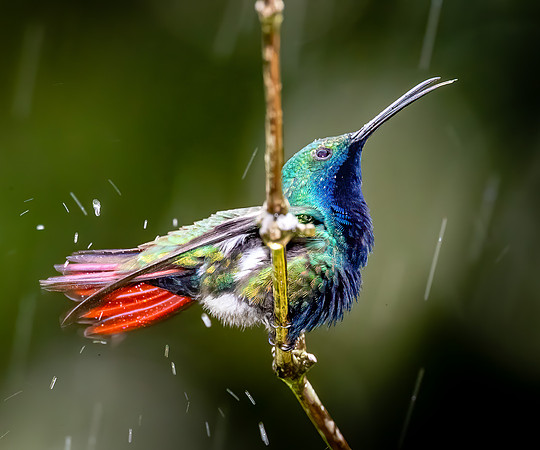 Singin' in the Rain!