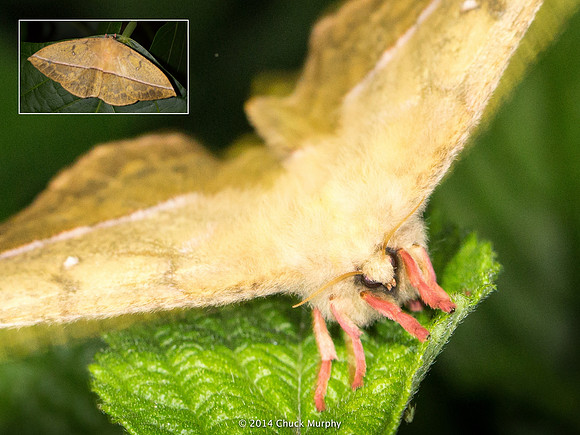 Camo Moth