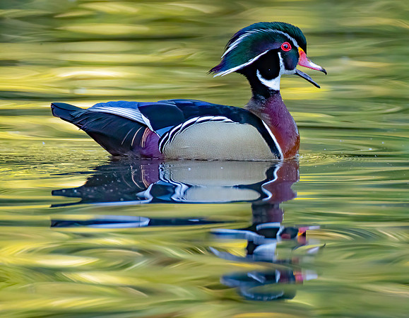 Wood Wood Duck