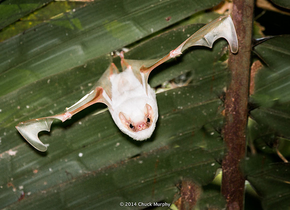 Northern Ghost Bat