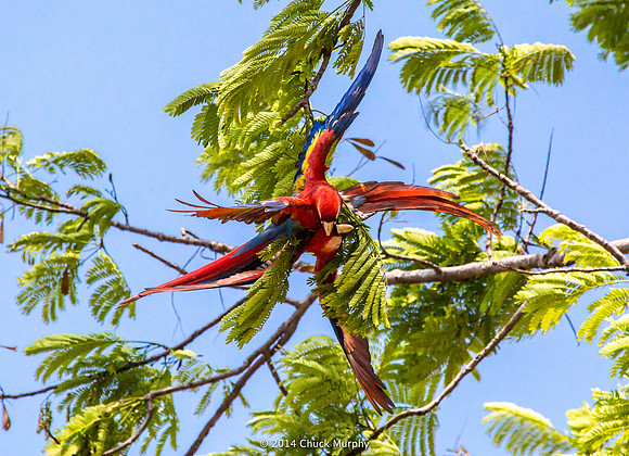 Scarlet Macaw Tesseract