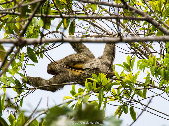 Three-toed Sloth, male