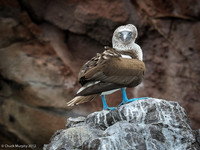 Blue-footed Booby