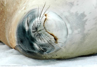 Crabeater Seal, Neko Harbor, Antarctica