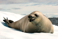 Crabeater Seal, Orne Island, Antarctica