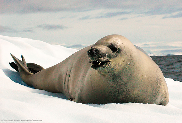 Crabeater Seal, Orne Island, Antarctica
