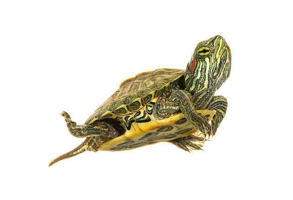 Baby Red-eared Slider