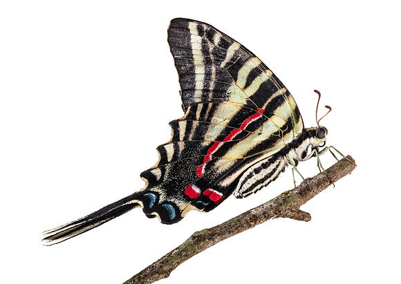 Zebra Swallowtail