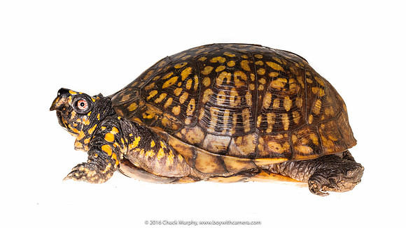 Eastern Box Turtle