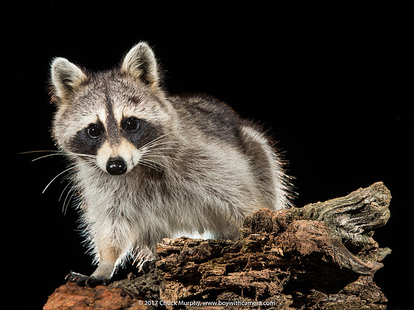 Baby Raccoon