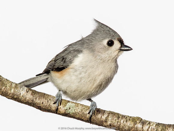 Tufted Titmouse