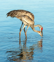 Mom teaching colt how to fish, Sandhill Cranes, Lake Weohyakapka,