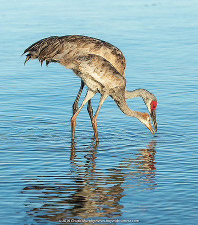Mom teaching colt how to fish, Sandhill Cranes, Lake Weohyakapka,