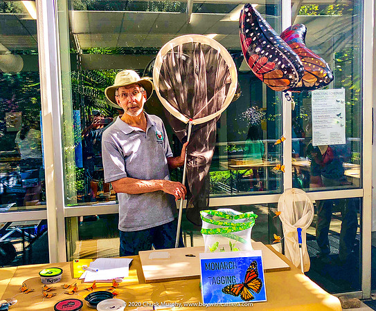 Insectival