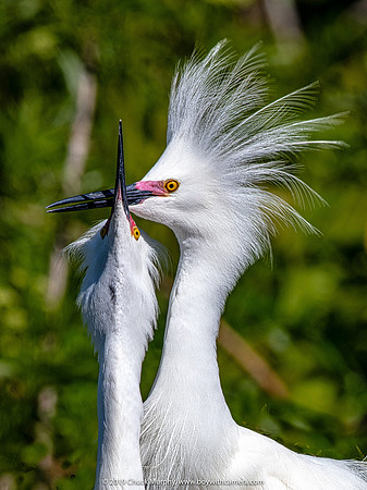 Dancing beak to beak, Snowy Egrets, Alligator Farm, St. Augustine