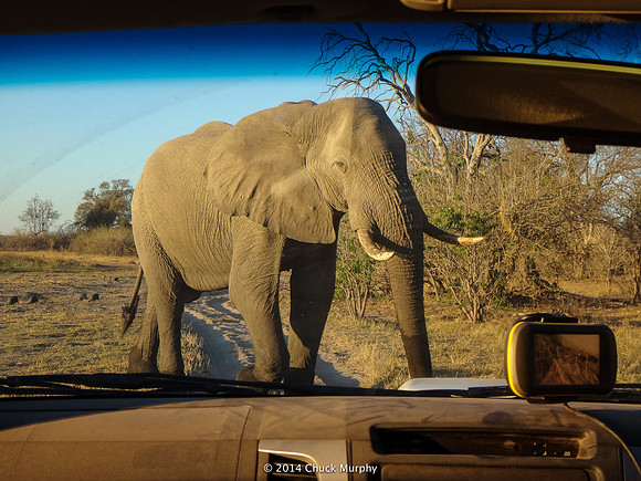 Okavango traffic jam.