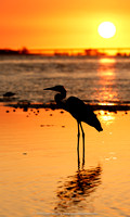 Great Blue Heron, Ft. DeSoto sunrise