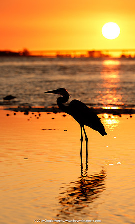 Great Blue Heron, Ft. DeSoto sunrise