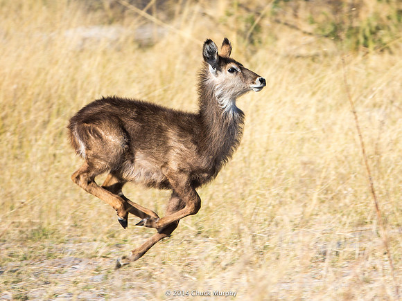 Juvenile female Waterbuck, caught in mid-air.