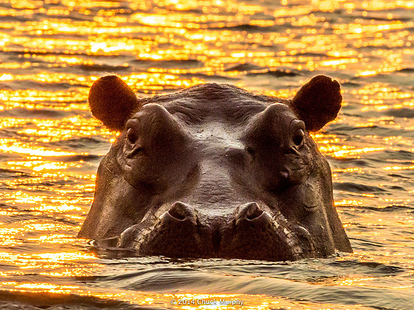 Hippo, sunrise
