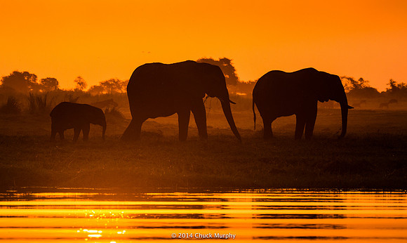 A family of elephants at sunset on the Chobe river
