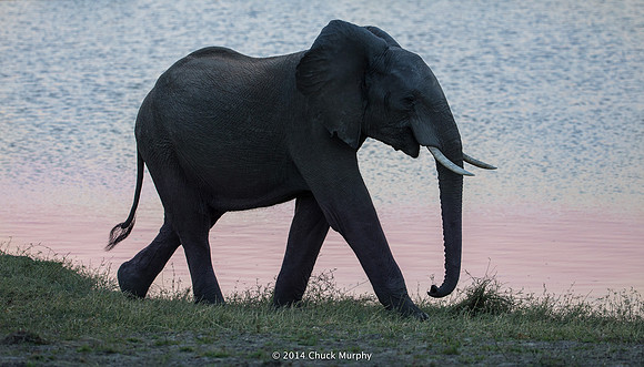 After sunset, on a channel in the Okavango Delta