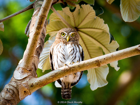 Pygmy Ferruginous Owl