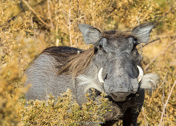 Cute! . . . for a warthog.