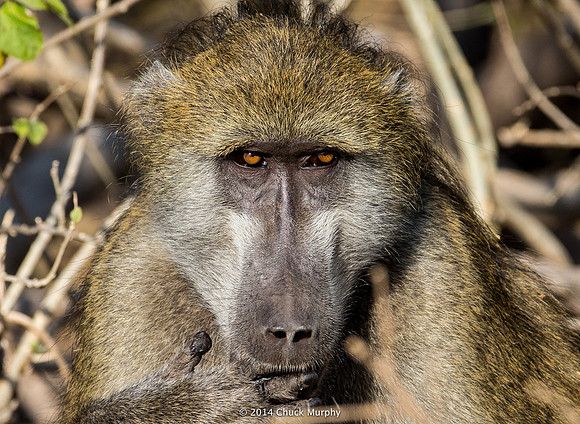 Baboon, male