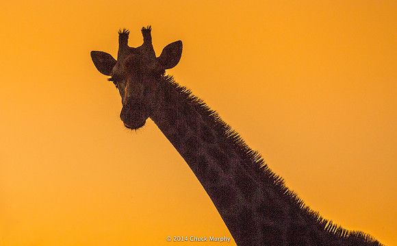 Giraffe, sunrise.