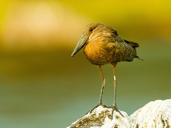 Hammerkop, with a teensy drop of blood on the tip of his bill from his last snack