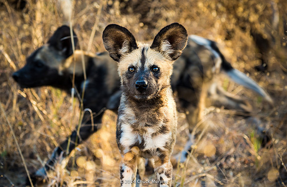 An endangered species: An African Wild Dog pup.
